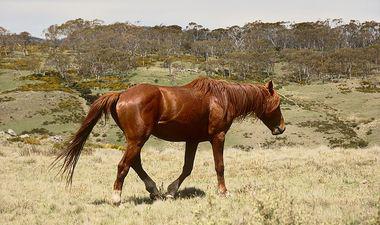 Cheval de race brumby dans un champs