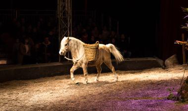 Cheval race Welsh sur la piste 