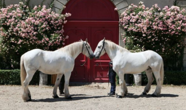 chevaux boulonnais haras hennebont