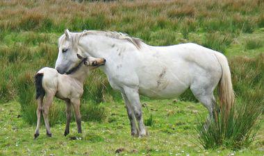 cheval de race connemara dans un champs