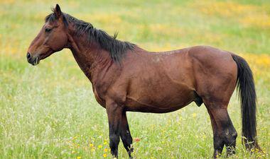 cheval race tolfetano dans un champs