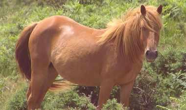 cheval de race pottok dans un champs