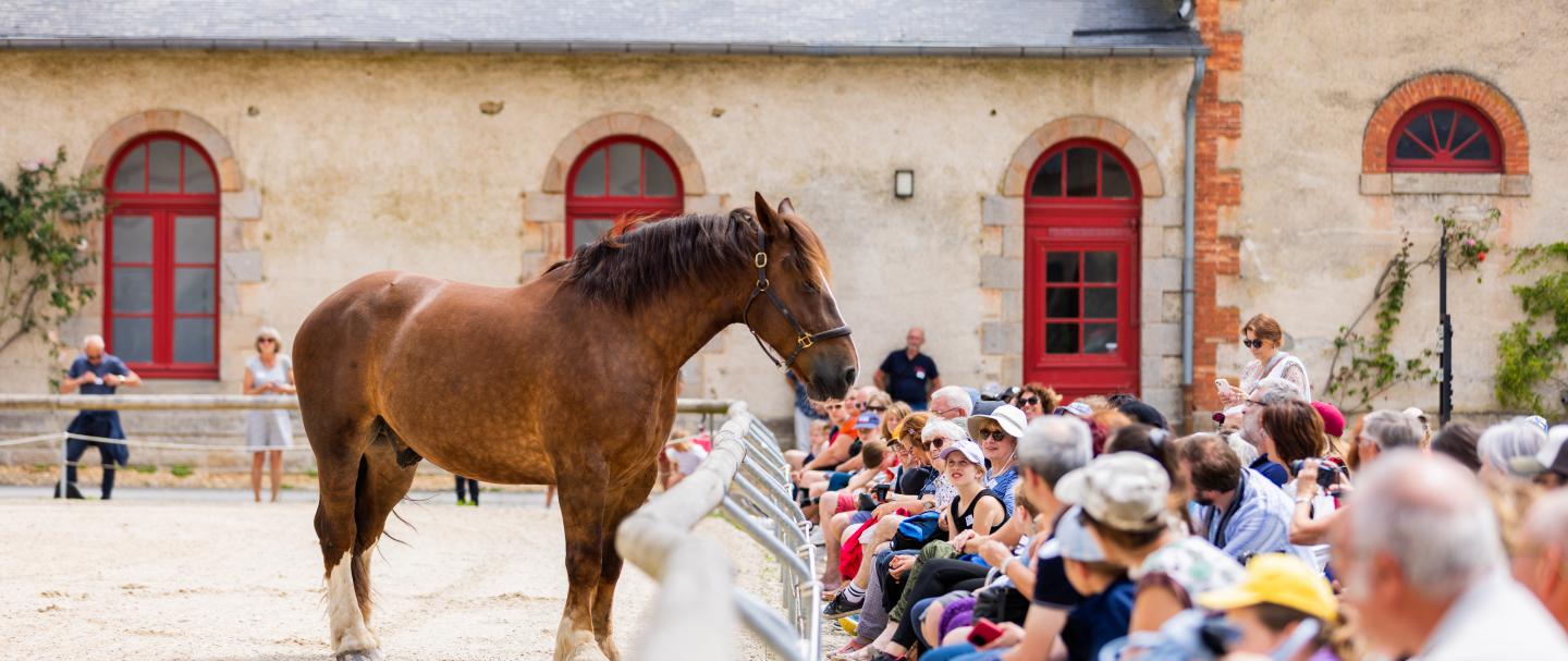 haras national hennebont