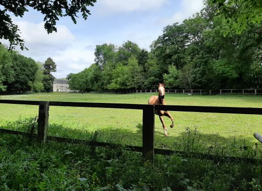 visite parc haras national hennebont