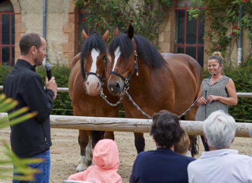 Animation présentation de chevaux Haras National Hennebont