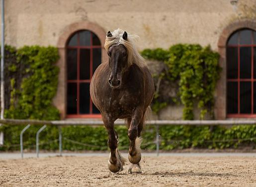 cheval galop atelier scolaire haras hennebont