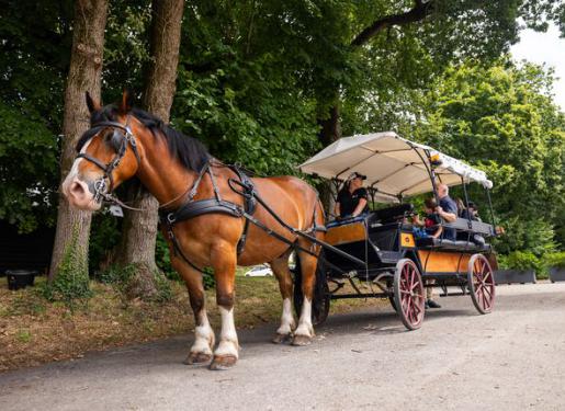 cheval calèche haras hennebont