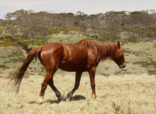 Cheval de race brumby dans un champs