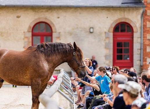 cheval cour haras hennebont