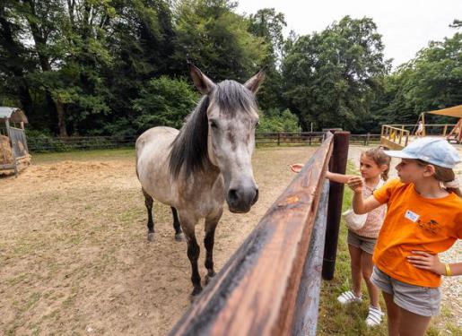 cheval dans jardin haras hennebont