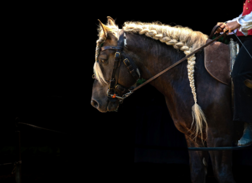 cheval de spectacle