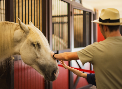 cheval écurie haras hennebont