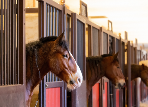chevaux écuries haras hennebont