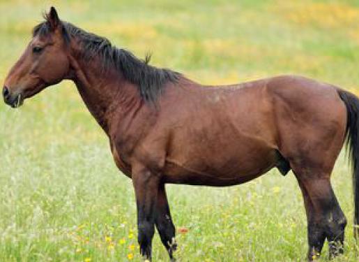 cheval race tolfetano dans un champs