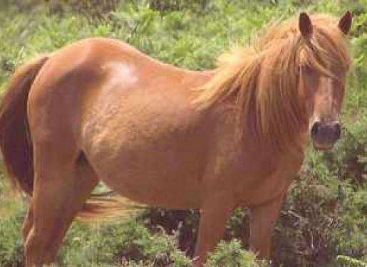 cheval de race pottok dans un champs