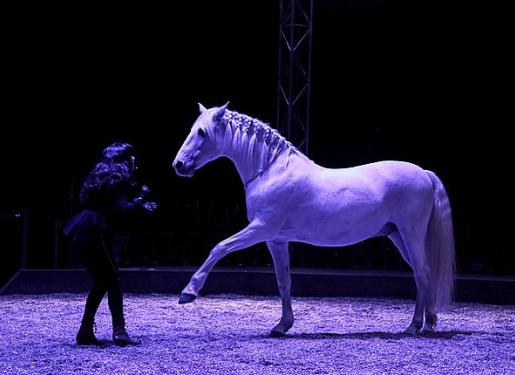 formation approche professionnelle cheval artiste haras hennebont