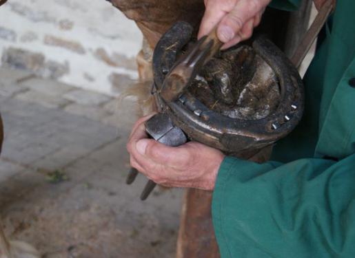 animation maréchal ferrand au Haras d'Henneobnt