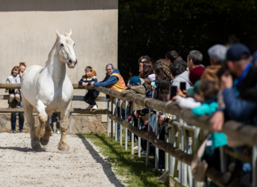 carrière des écuries présentation chevaux