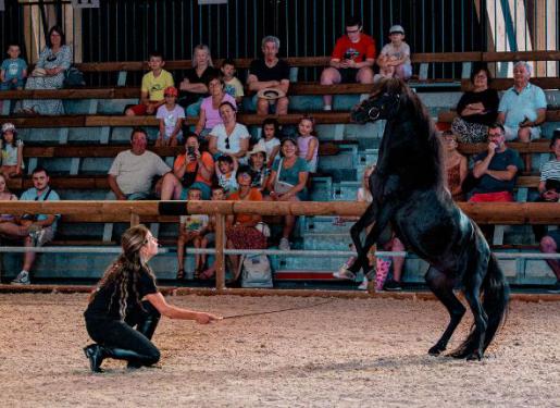 cheval sur piste et public