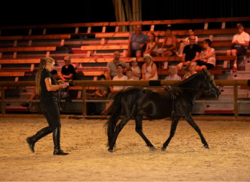 cheval sur piste et public