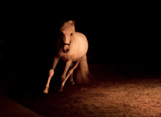 Cheval sur la piste cheval sur piste fond noir