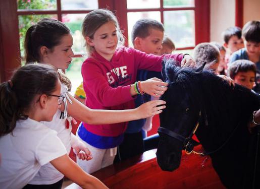 Programme scolaire au Haras National d'Hennebont rencontre entre poney et enfants au haras hennebont