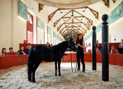 presentation poney cheval au haras hennebont