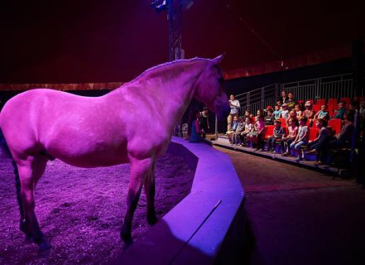 cheval sur la piste devant le public sous lumière rose
