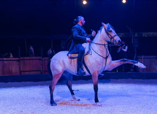 spectacle apres la fete haras hennebont