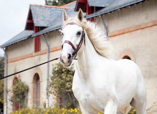 cheval blanc sur piste extérieure