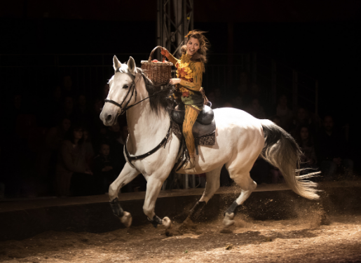 cheval en piste spectacle au haras hennebont