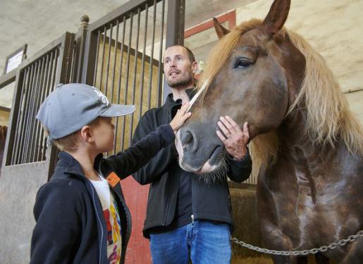 cheval guide et enfant dans écurie au haras hennebont