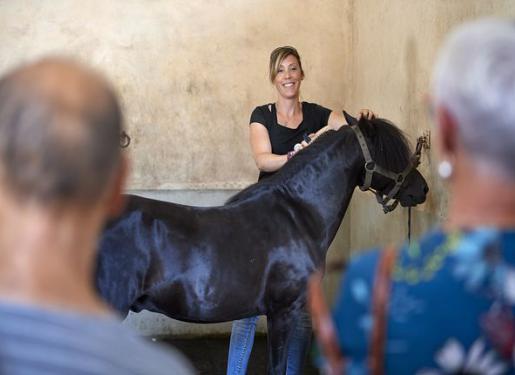 visite découverte du haras d'hennebont