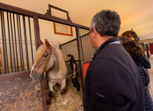 visiteurs dans écurie haras hennebont