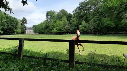 visite parc haras national hennebont