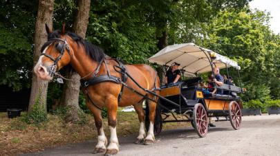 cheval calèche haras hennebont