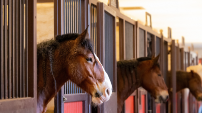 chevaux écuries haras hennebont
