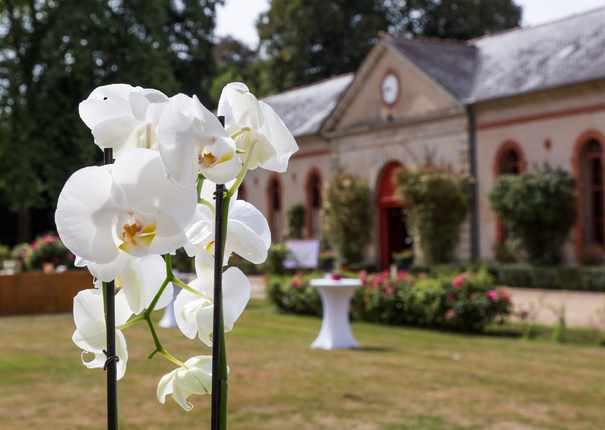 orchidée devant le batiment principal du Haras d'Hennebont
