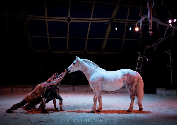 Spectacle abois avec les artistes et un cheval sur la piste du Haras