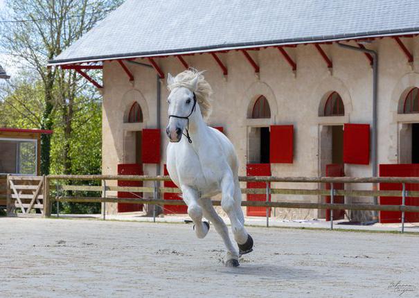 cheval carriere ecuries haras