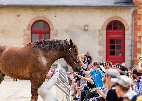 cheval cour haras hennebont