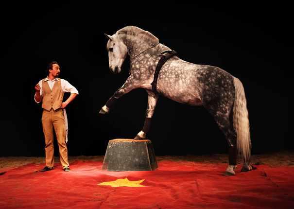 spectacle équestre été