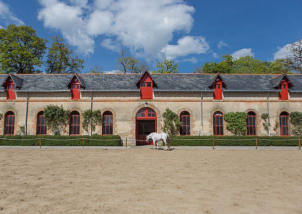 présentation chevaux haras hennebont