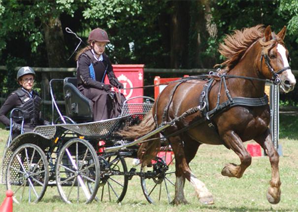 calèche haras hennebont