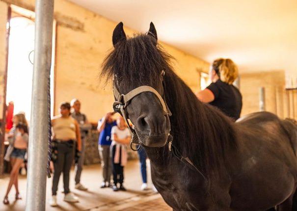 atelier scolaire reveil poneys haras