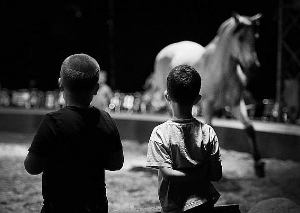 scolaires_spectacle_haras_hennebont