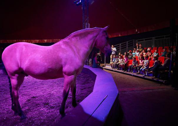 cheval sur la piste devant le public sous lumière rose