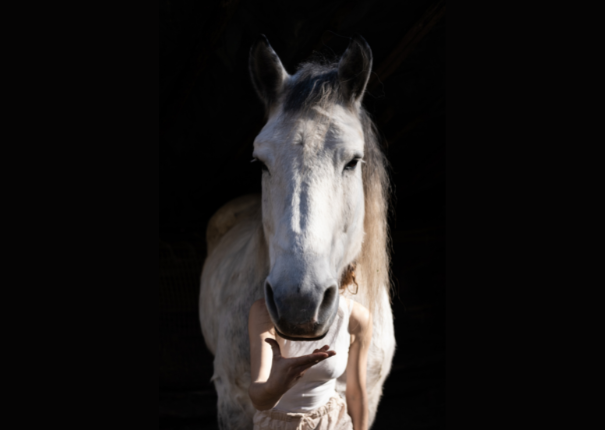 cheval et artiste de face