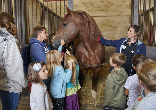 visite guidée des écuries au haras hennebont