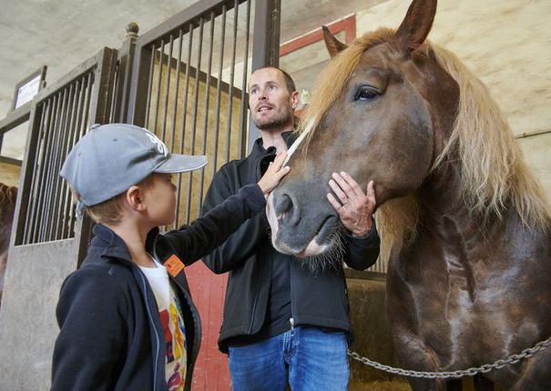 cheval guide et enfant dans écurie au haras hennebont